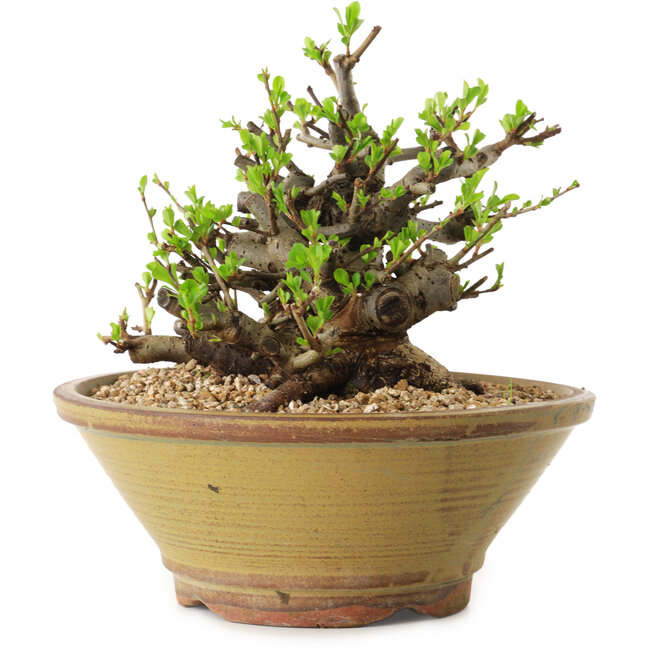 Chaenomeles speciosa, 16 cm, ± 20 years old