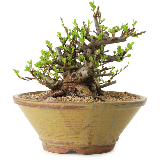 Chaenomeles speciosa, 16 cm, ± 20 ans