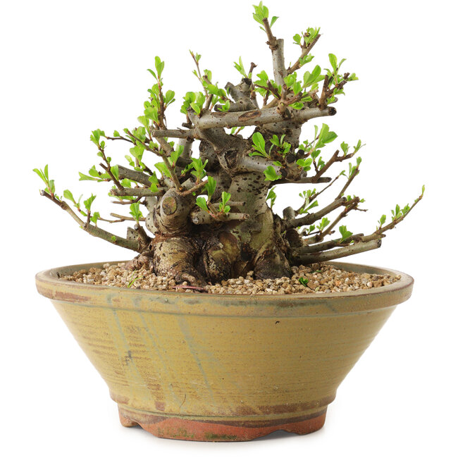 Chaenomeles speciosa, 16 cm, ± 20 Jahre alt