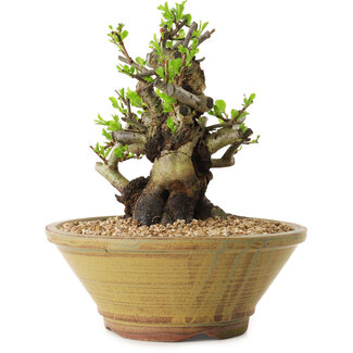 Chaenomeles speciosa, 20 cm, ± 20 años de edad