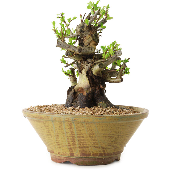 Chaenomeles speciosa, 20 cm, ± 20 anni