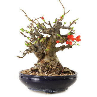 Chaenomeles speciosa, 18 cm, ± 20 ans