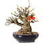 Chaenomeles speciosa, 18 cm, ± 20 anni
