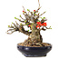 Chaenomeles speciosa, 18 cm, ± 20 años de edad