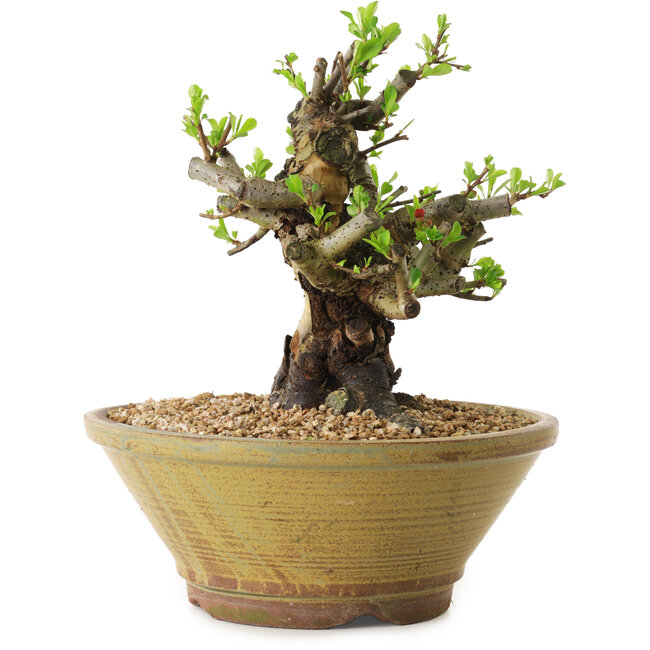 Chaenomeles speciosa, 20 cm, ± 20 anni