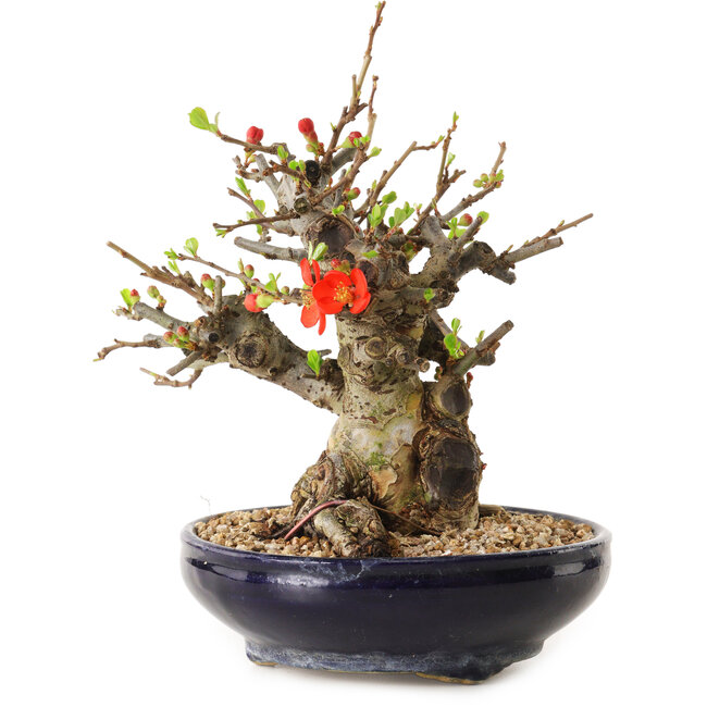 Chaenomeles speciosa, 18 cm, ± 20 años de edad