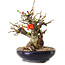 Chaenomeles speciosa, 18 cm, ± 20 Jahre alt