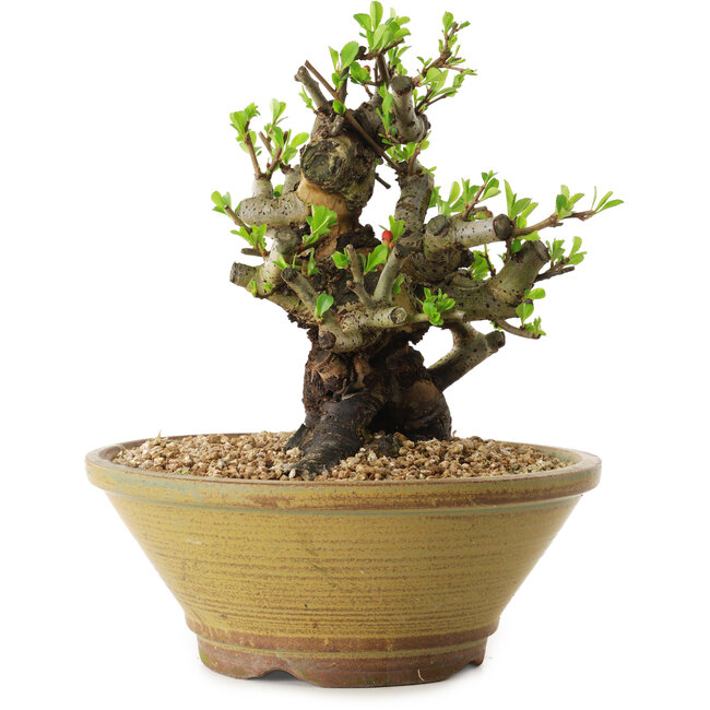 Chaenomeles speciosa, 20 cm, ± 20 years old