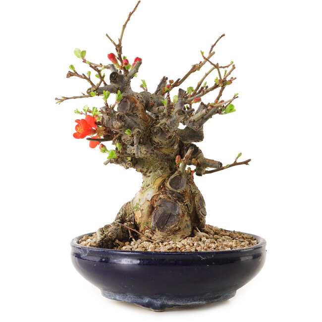 Chaenomeles speciosa, 18 cm, ± 20 años de edad