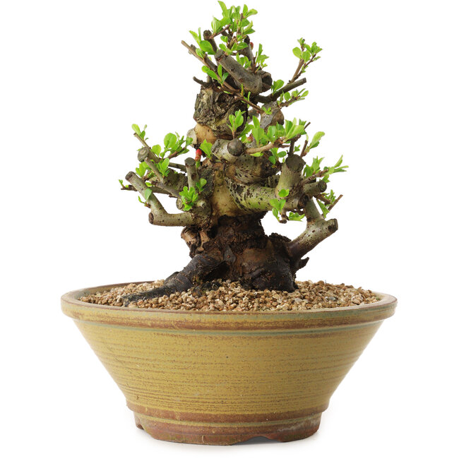 Chaenomeles speciosa, 20 cm, ± 20 Jahre alt