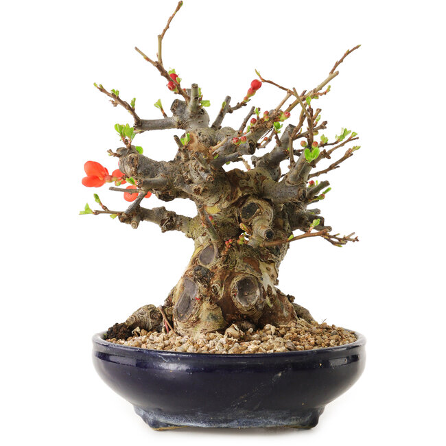Chaenomeles speciosa, 18 cm, ± 20 years old