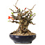 Chaenomeles speciosa, 18 cm, ± 20 Jahre alt