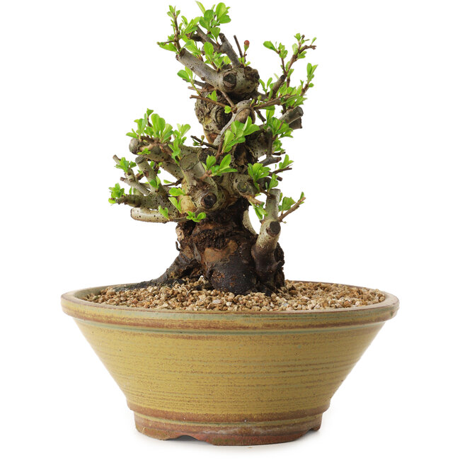 Chaenomeles speciosa, 20 cm, ± 20 años de edad