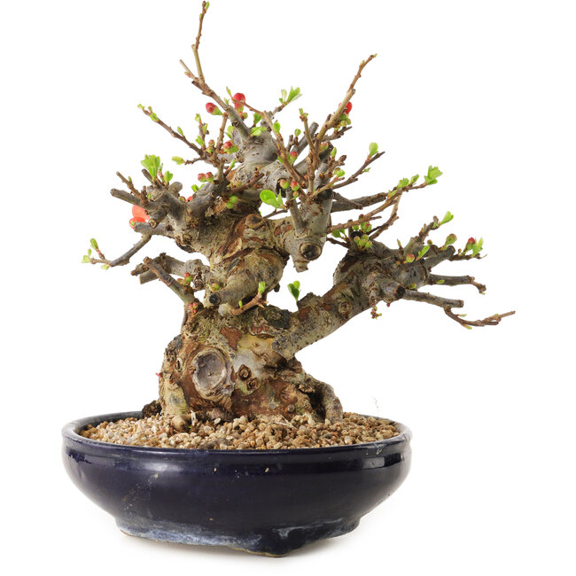 Chaenomeles speciosa, 18 cm, ± 20 años de edad