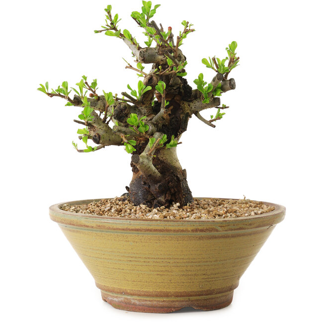 Chaenomeles speciosa, 20 cm, ± 20 ans