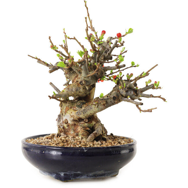 Chaenomeles speciosa, 18 cm, ± 20 Jahre alt