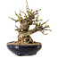 Chaenomeles speciosa, 18 cm, ± 20 jaar oud