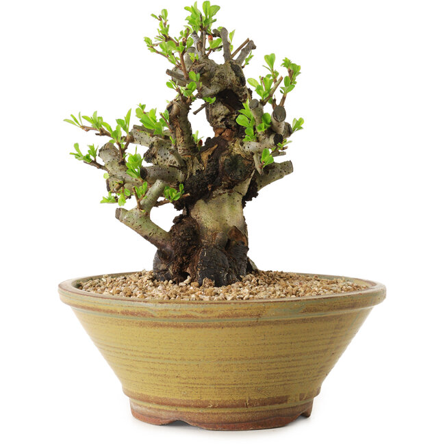 Chaenomeles speciosa, 20 cm, ± 20 years old