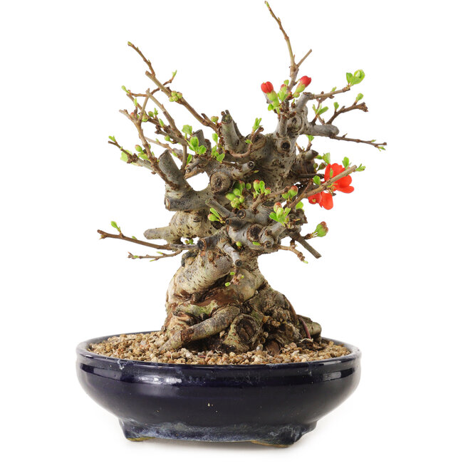 Chaenomeles speciosa, 18 cm, ± 20 jaar oud