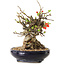 Chaenomeles speciosa, 18 cm, ± 20 ans