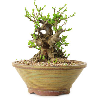 Chaenomeles speciosa, 17 cm, ± 20 years old