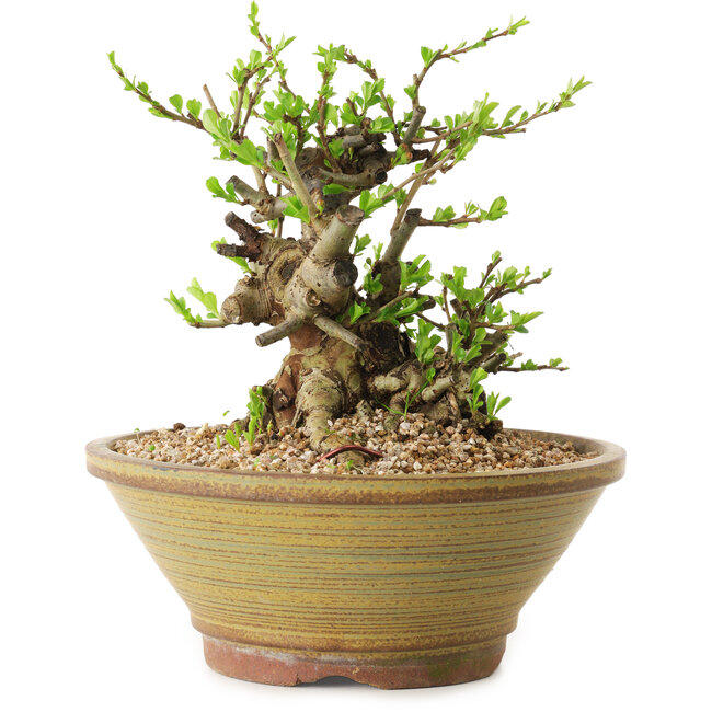 Chaenomeles speciosa, 17 cm, ± 20 Jahre alt