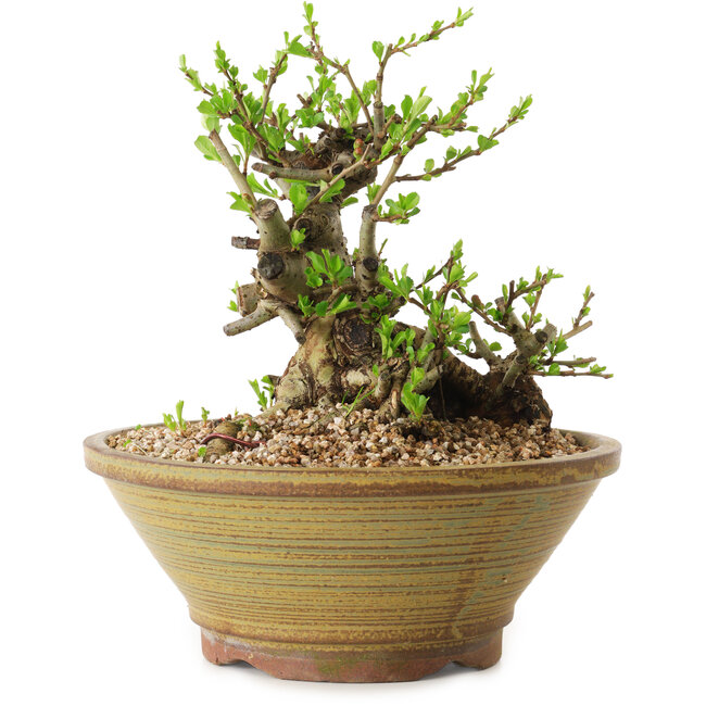 Chaenomeles speciosa, 17 cm, ± 20 anni