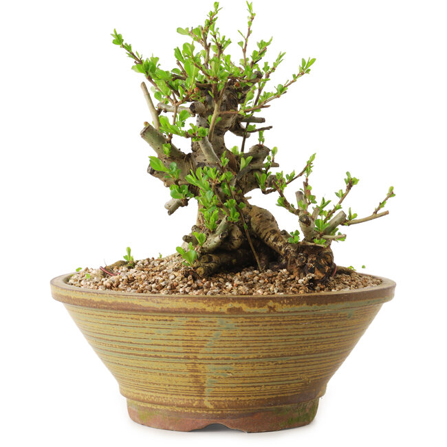 Chaenomeles speciosa, 17 cm, ± 20 años de edad