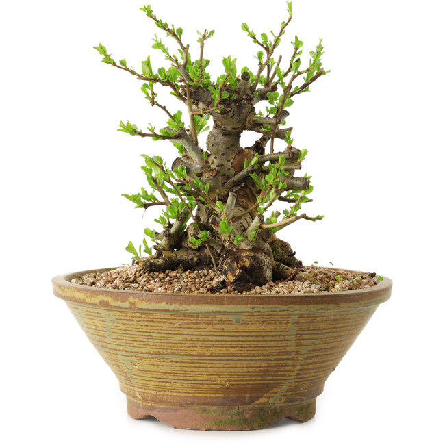 Chaenomeles speciosa, 17 cm, ± 20 años de edad