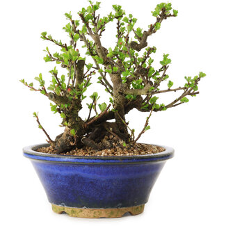 Chaenomeles speciosa, 18 cm, ± 20 años de edad