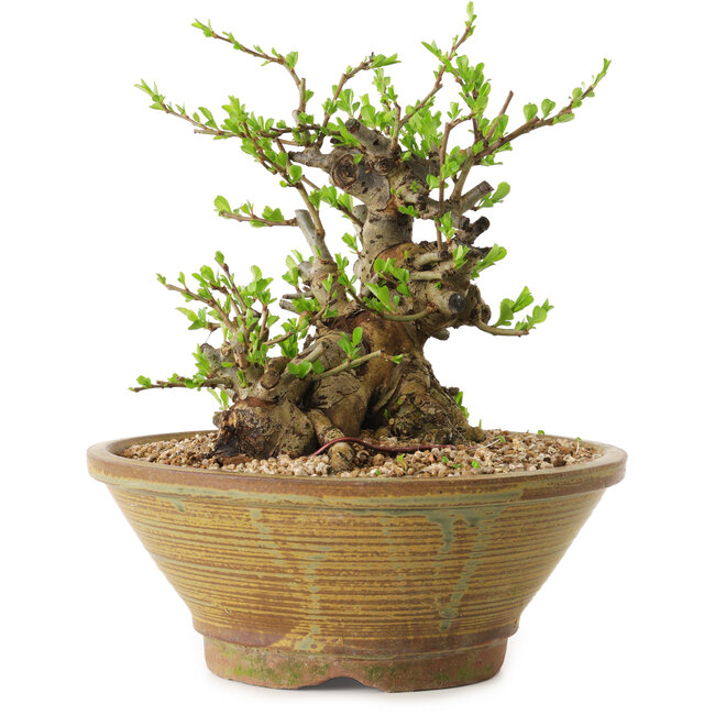 Chaenomeles speciosa, 17 cm, ± 20 jaar oud