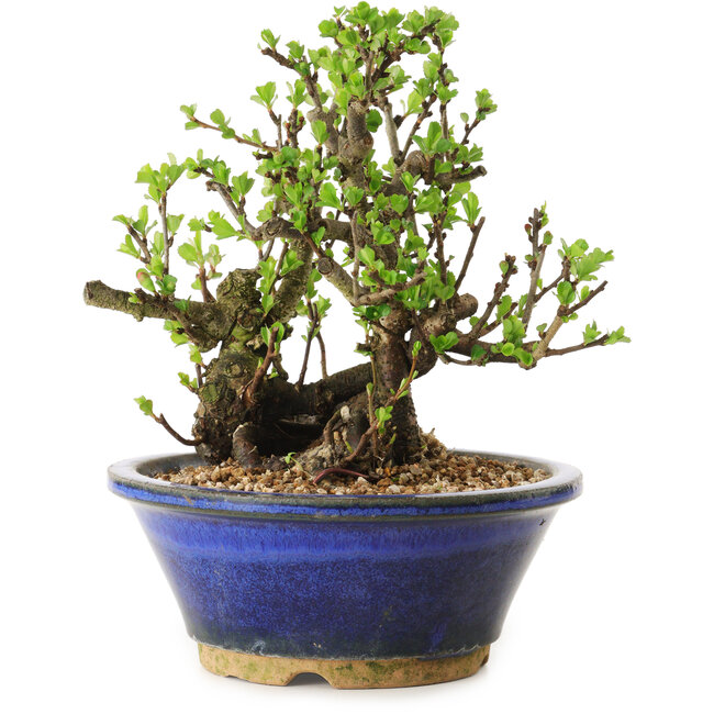 Chaenomeles speciosa, 18 cm, ± 20 ans