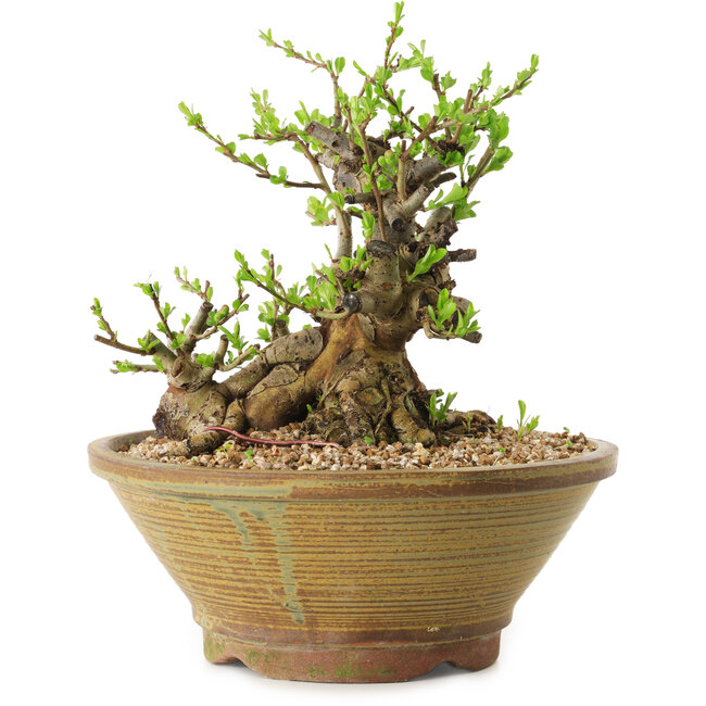 Chaenomeles speciosa, 17 cm, ± 20 años de edad