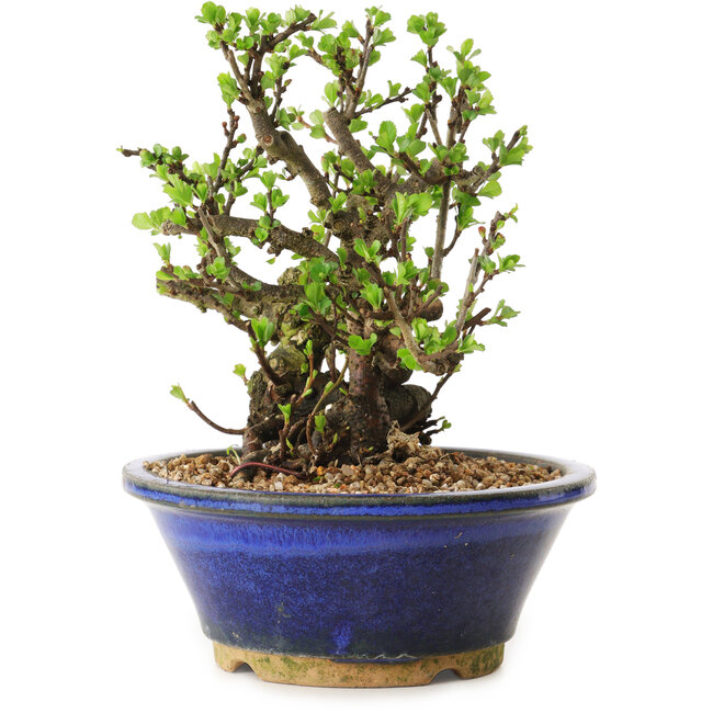 Chaenomeles speciosa, 18 cm, ± 20 años de edad