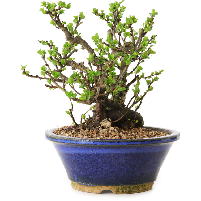 Chaenomeles speciosa, 18 cm, ± 20 ans