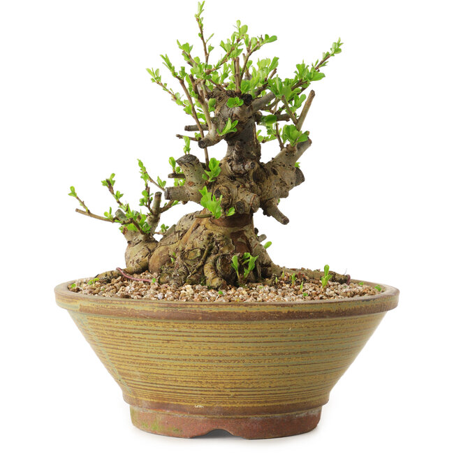 Chaenomeles speciosa, 17 cm, ± 20 anni