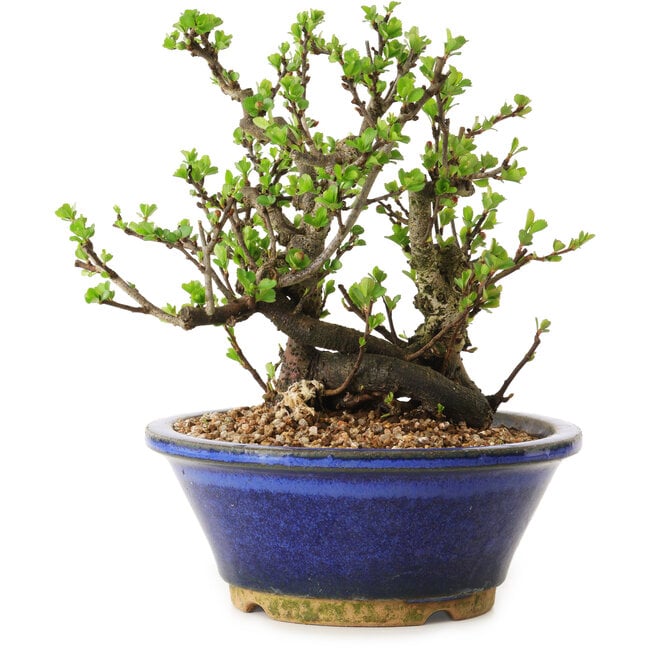 Chaenomeles speciosa, 18 cm, ± 20 ans