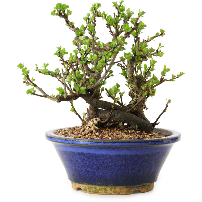 Chaenomeles speciosa, 18 cm, ± 20 years old