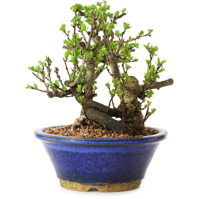 Chaenomeles speciosa, 18 cm, ± 20 years old