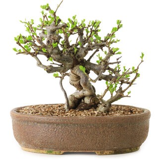 Chaenomeles speciosa, 17 cm, ± 20 años de edad