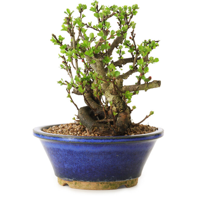 Chaenomeles speciosa, 18 cm, ± 20 anni