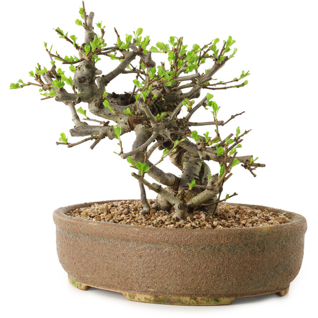 Chaenomeles speciosa, 17 cm, ± 20 jaar oud