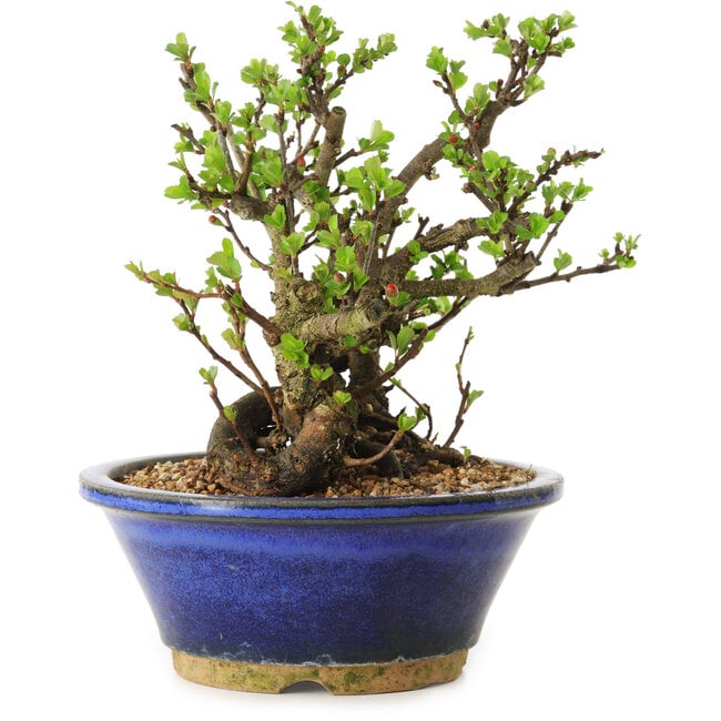 Chaenomeles speciosa, 18 cm, ± 20 ans