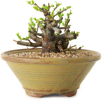 Chaenomeles speciosa, 12 cm, ± 20 Jahre alt