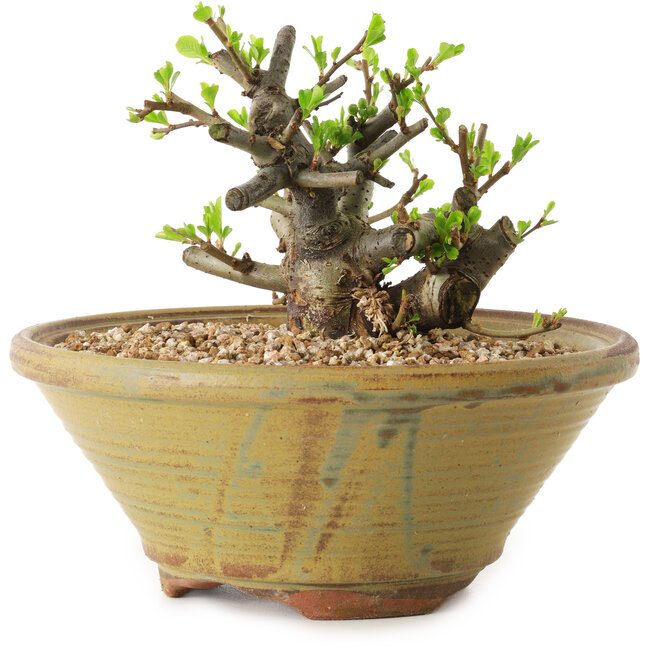 Chaenomeles speciosa, 12 cm, ± 20 anni