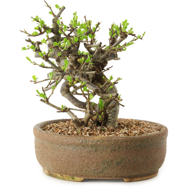 Chaenomeles speciosa, 17 cm, ± 20 years old