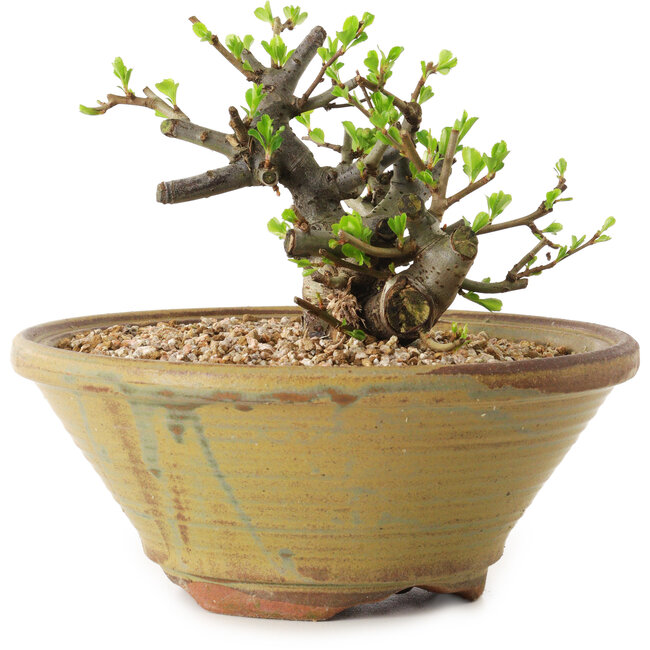 Chaenomeles speciosa, 12 cm, ± 20 Jahre alt