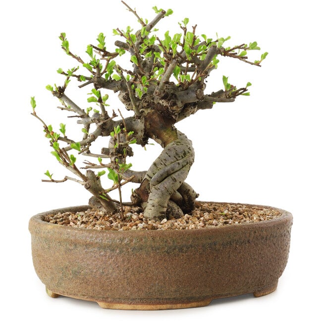 Chaenomeles speciosa, 17 cm, ± 20 anni