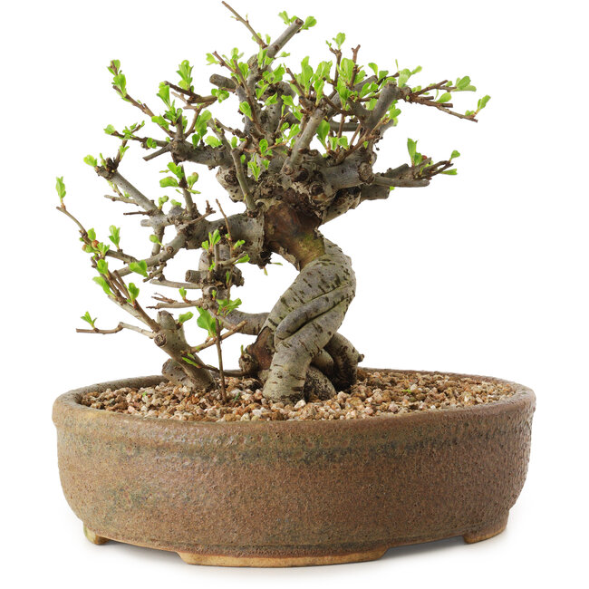 Chaenomeles speciosa, 17 cm, ± 20 Jahre alt