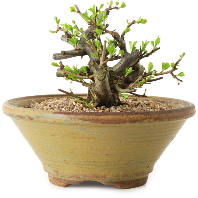 Chaenomeles speciosa, 12 cm, ± 20 ans